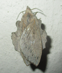 Rhinobombyx cuneata