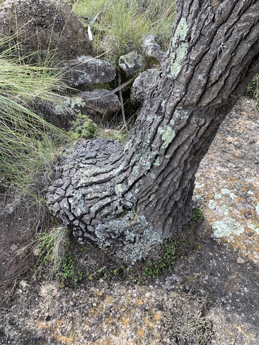 Nolina excelsa