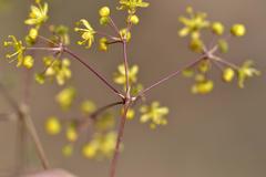 Chamarea longipedicellata