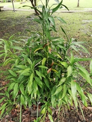 Dracaena sanderiana