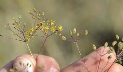Chamarea longipedicellata