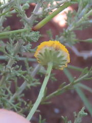 Pentzia sphaerocephala