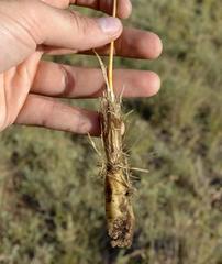 Chamarea longipedicellata