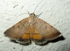 Plecopterodes moderata