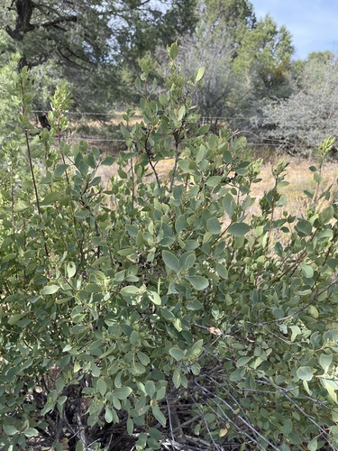 Wright's silktassel (Garrya wrightii)
