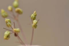Chamarea longipedicellata