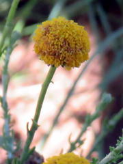 Pentzia sphaerocephala