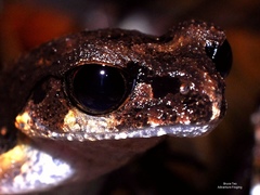 Leptobrachella gracilis