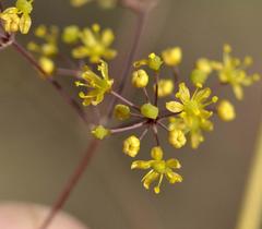 Chamarea longipedicellata
