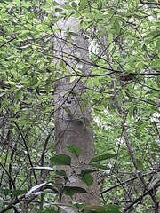 Ficus variegata garciae