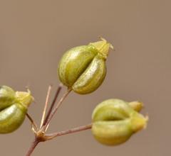 Chamarea longipedicellata