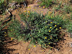 Pentzia sphaerocephala