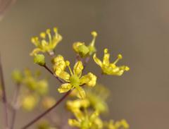 Chamarea longipedicellata