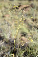 Chamarea longipedicellata