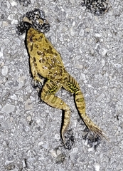 Fejervarya multistriata