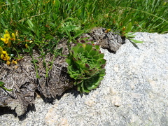 Sempervivum heuffelii