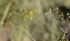 Chamarea longipedicellata