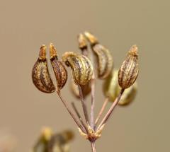 Chamarea longipedicellata