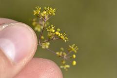 Chamarea longipedicellata