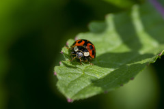 Harmonia axyridis