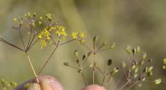 Chamarea longipedicellata
