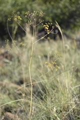 Chamarea longipedicellata