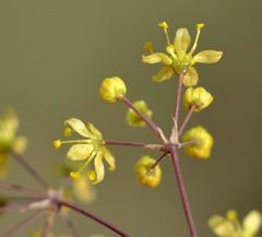 Chamarea longipedicellata