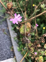 Silene dioica
