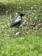 Corvus cornix