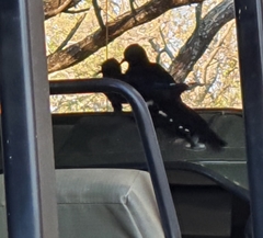 Phoeniculus purpureus marwitzi