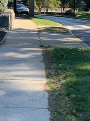 Passer domesticus domesticus