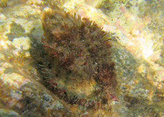 Monoplex parthenopeus