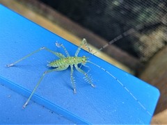 Listroscelidinae