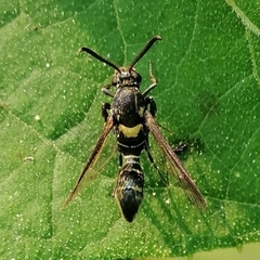 Aegerina