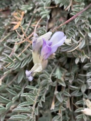 Astragalus argophyllus
