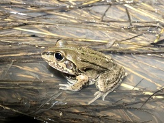 Ranoidea alboguttata