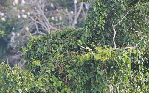 Orange-cheeked Parrot (Pyrilia barrabandi), photo 10