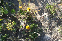 Arctotis rotundifolia