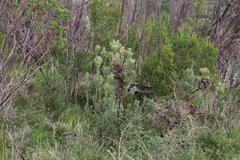 Leucadendron floridum