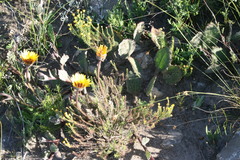 Arctotis rotundifolia