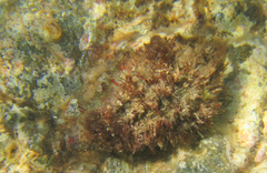 Monoplex parthenopeus