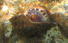 Monoplex parthenopeus