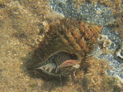 Monoplex parthenopeus