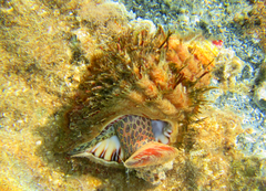 Monoplex parthenopeus