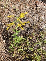 Solidago chapmanii image