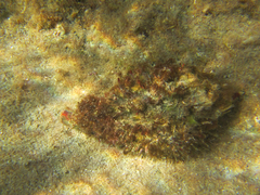 Monoplex parthenopeus