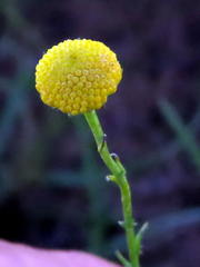 Pentzia sphaerocephala