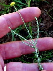 Pentzia sphaerocephala