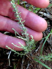 Pentzia sphaerocephala