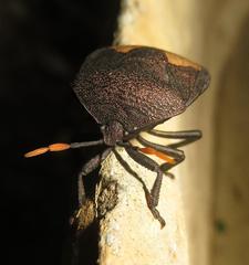 Coridius